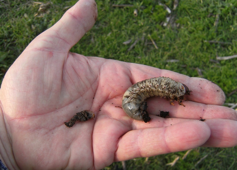 Larva cannibale